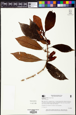 Drymonia semicordata image