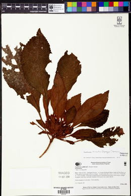 Media resource of Nautilocalyx hirsutus
