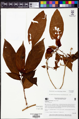 Drymonia semicordata image