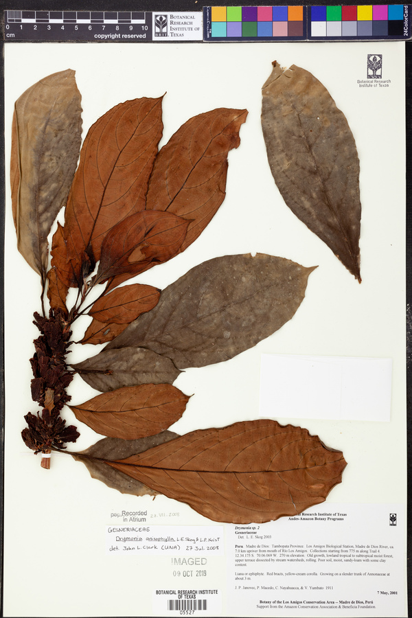 Drymonia anisophylla image