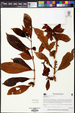 Drymonia semicordata image