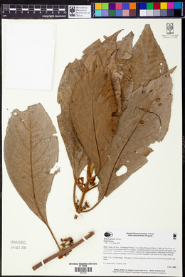Besleria sprucei image