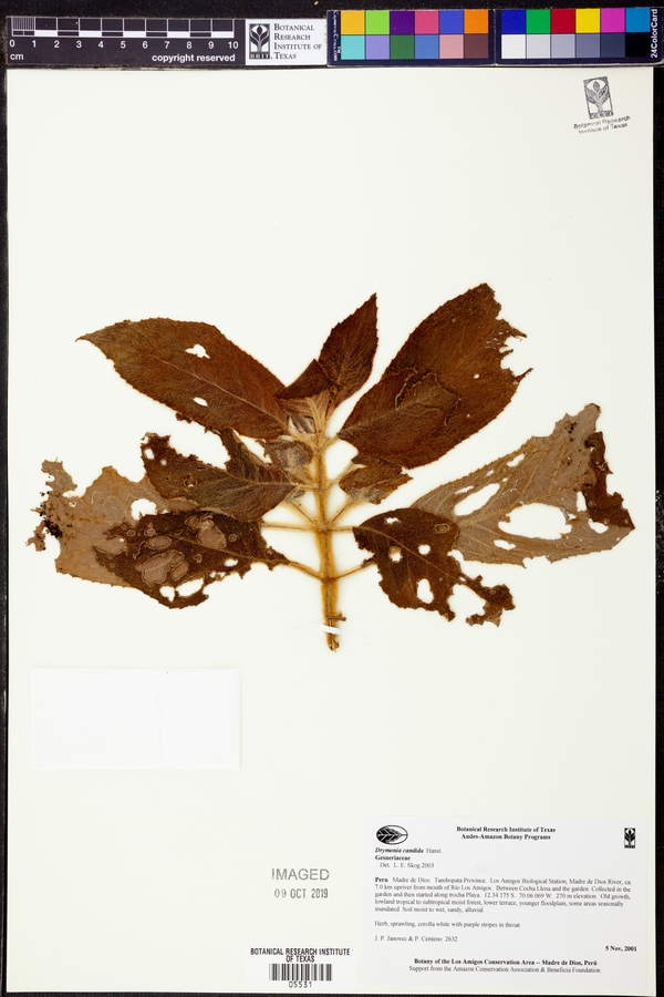 Drymonia candida image
