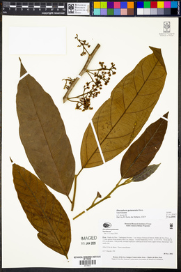 Discophora guianensis image