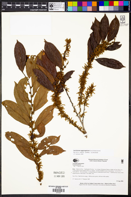 Lacistema aggregatum image