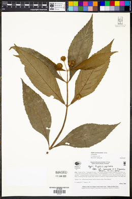 Hyptis capitata image