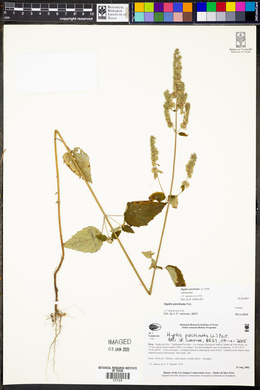 Hyptis pectinata image
