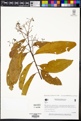 Nectandra turbacensis image