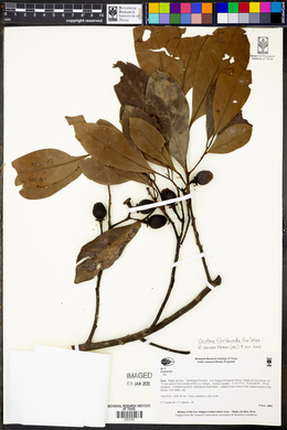 Ocotea floribunda image