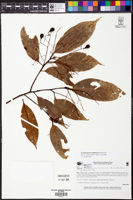 Cinnamomum triplinerve image
