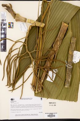 Media resource of Geonoma maxima