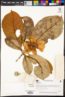 Gustavia hexapetala image