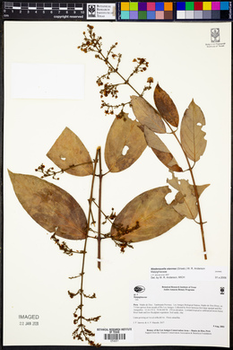 Niedenzuella stannea image