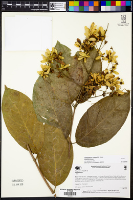Tetrapterys crispa image
