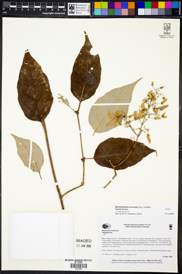 Banisteriopsis muricata image