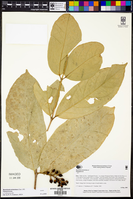 Bunchosia hookeriana image