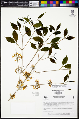 Mouriri myrtifolia image