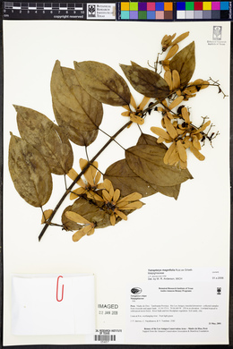Tetrapterys magnifolia image
