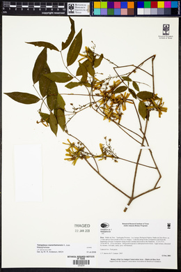 Glicophyllum maranhamense image