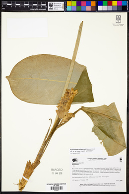 Hylaeanthe unilateralis image