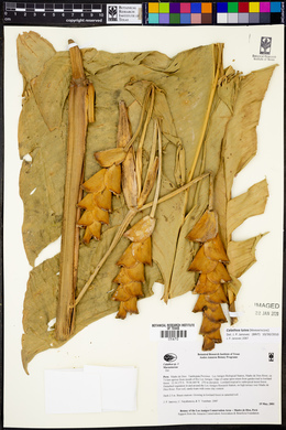Calathea lutea image