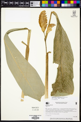 Hylaeanthe unilateralis image