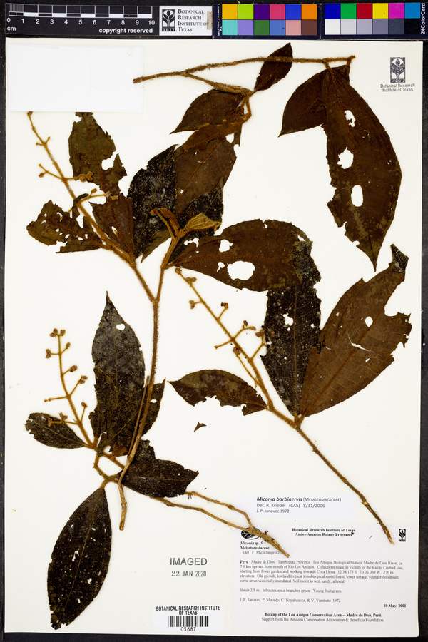 Miconia barbinervis image