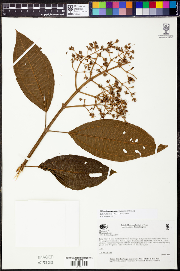 Miconia calvescens image