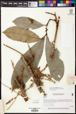 Guarea macrophylla image
