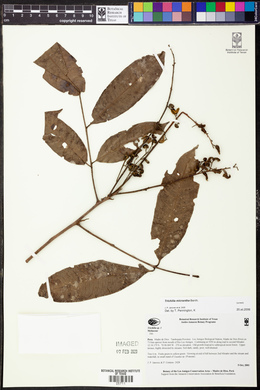 Trichilia micrantha image