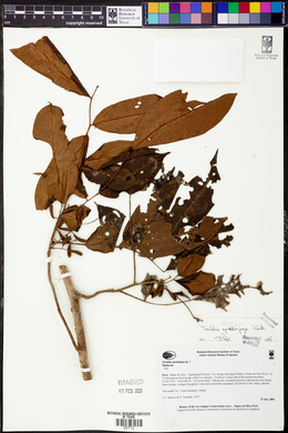 Trichilia quadrijuga image