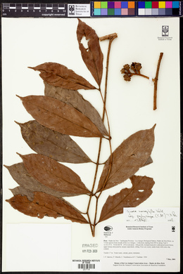 Guarea macrophylla image