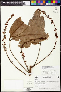 Guarea macrophylla image
