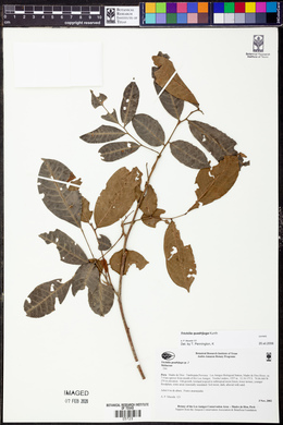 Trichilia quadrijuga image