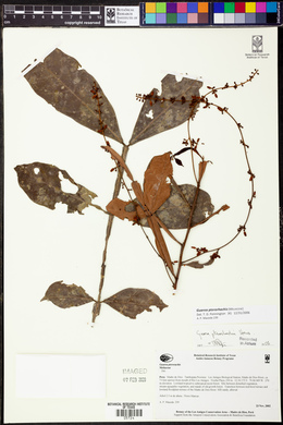 Guarea pterorhachis image