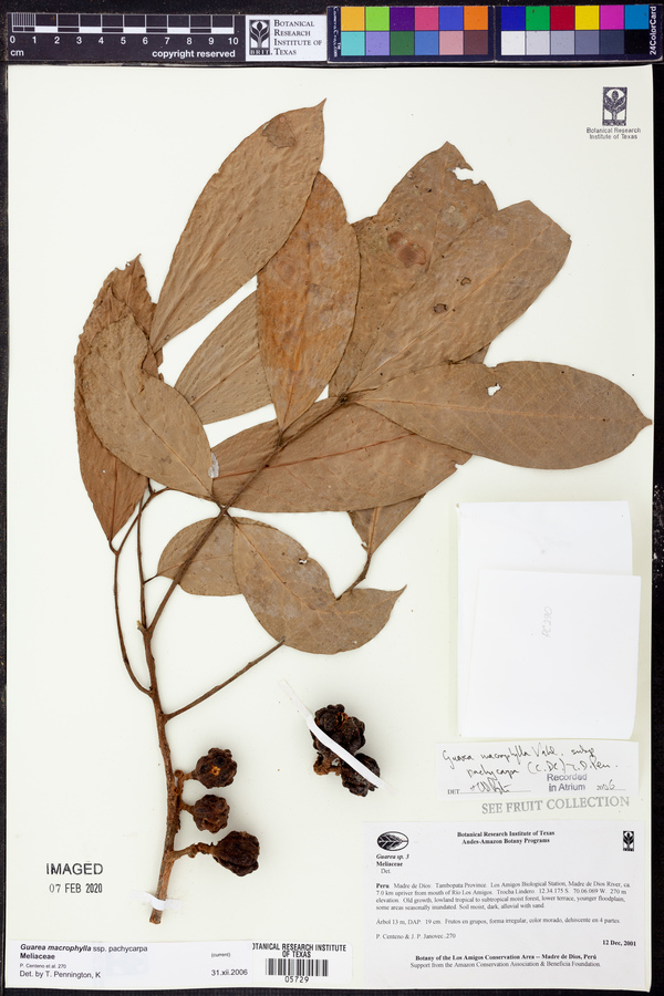 Guarea macrophylla subsp. pachycarpa image