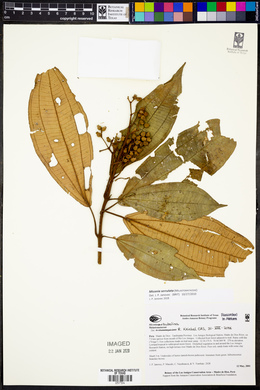 Miconia serrulata image