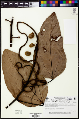 Image Associated With the Occurence