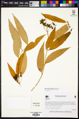 Mollinedia lanceolata image