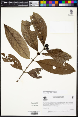 Siparuna guianensis image