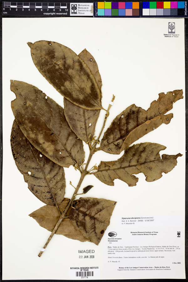 Siparuna decipiens image