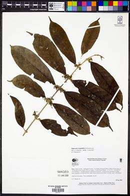 Siparuna guianensis image