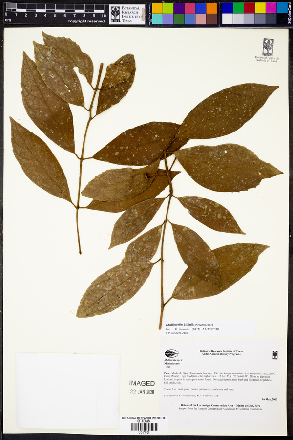 Mollinedia killipii image