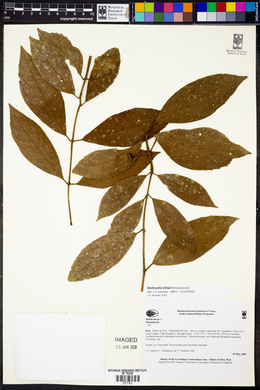 Mollinedia killipii image