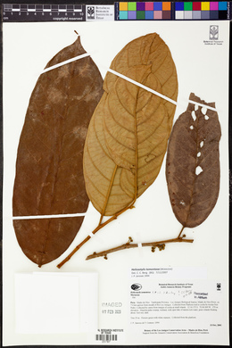 Helicostylis tomentosa image