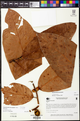 Pseudolmedia macrophylla image