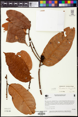 Pseudolmedia macrophylla image