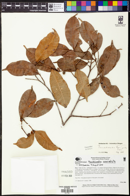 Pseudolmedia macrophylla image