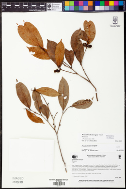 Pseudolmedia laevigata image