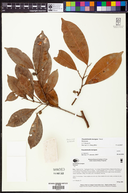 Pseudolmedia laevigata image